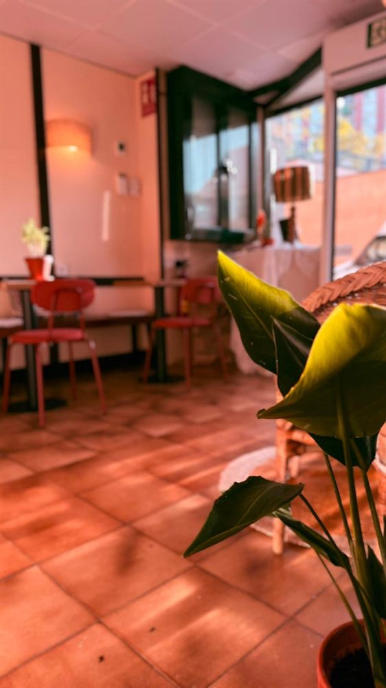 Interior de Lúcido con sillas rosas, plantas y luz de tarde.