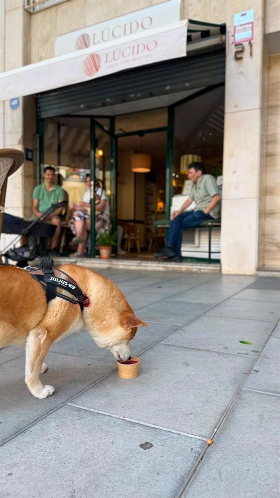 Un perro bebiendo de un cuenco en la puerta de Lúcido mientras dentro hay gente sentada.